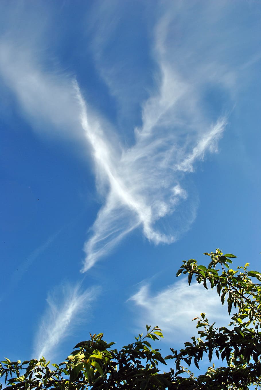 nubes, cielo, rastros de vapor, aire, medio ambiente, nube - cielo, planta, belleza en la naturaleza, vista de ángulo bajo, árbol