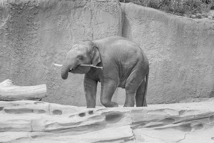 elephant, black, white, young, zoo, timber, mammal, trunk, africa, big