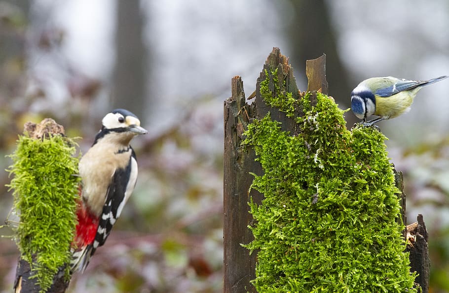 big woodpecker, woodpecker, a blue tit, titmouse, tit, bird, nature, animal, wild world, fauna