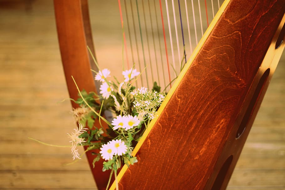 superficial, fotografia de foco, comum, flor da margarida, harpa, harpa com flores, cordas de harpa, música, decoração, musical