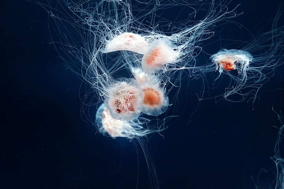 jellyfish, marine, creature, aquarium, swim, hat, tentacles, hover, translucent, underwater