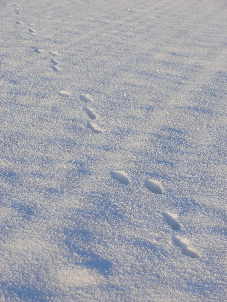snow, traces, winter, steps, cold temperature, land, day, high angle view, nature, field