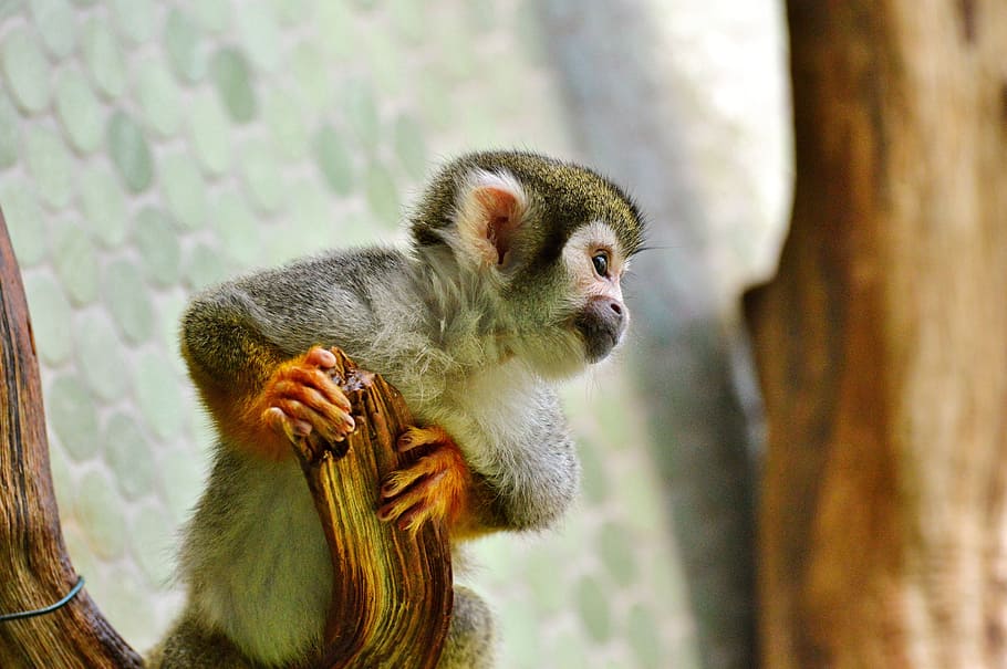 negro, gris, mono, rama de äffchen, capuchinos, mono zoológico, tierpark hellabrunn, primate | Pxfuel