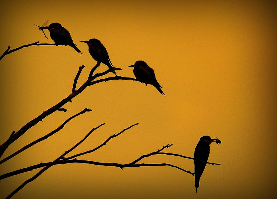silhouette, four, birds, tree branches, european bee-eater, merops apiaster, bird, sitting, catch, sunset