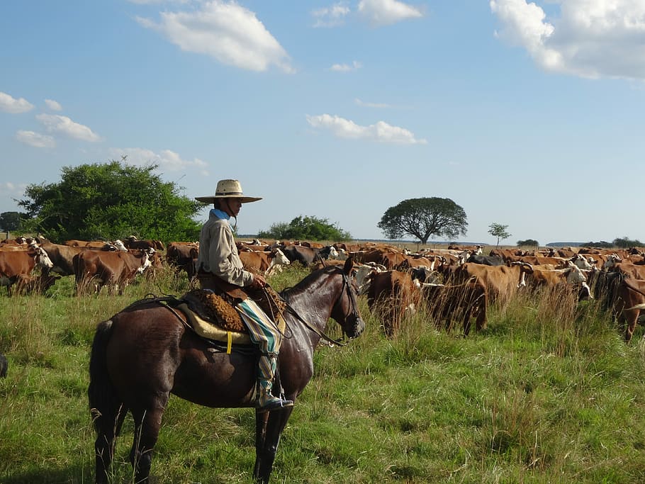 man, riding, horse, grass field, Gaucho, Argentina, Cattle, Cows, horseback riding, cowboy hat