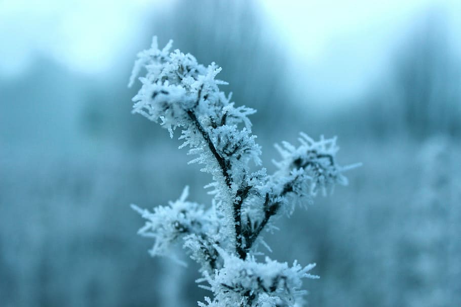 Frost, Blue, Winter, Cold, Hoarfrost, frozen, winter time, cold temperature, snow, nature