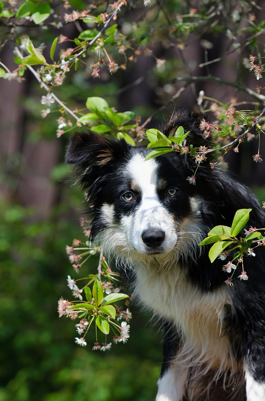 大胆なコリー犬, ボルダー, コリー, 犬, ボーダーコリー, 春, 春の前触れ, 花, ペット, 1匹