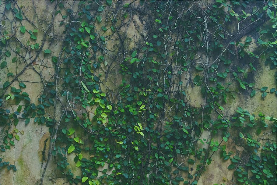 verde, hojeado, planta, gris, pared, hoja, helecho, vides, hojas, naturaleza