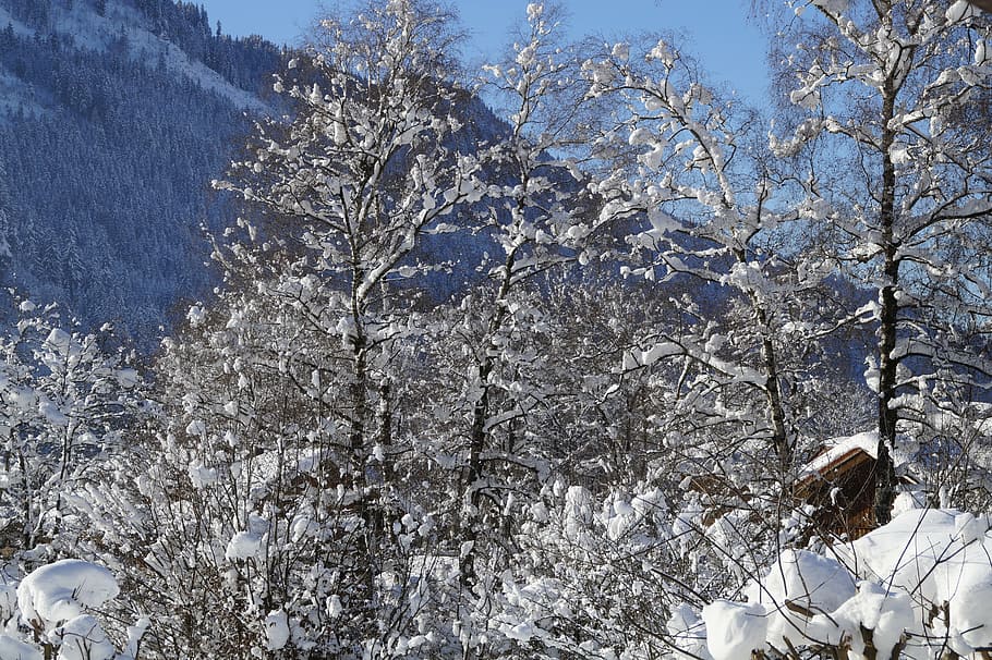 wintry, snowy, snow, allgäu, winter, winter magic, sun, cold, landscape, alpine