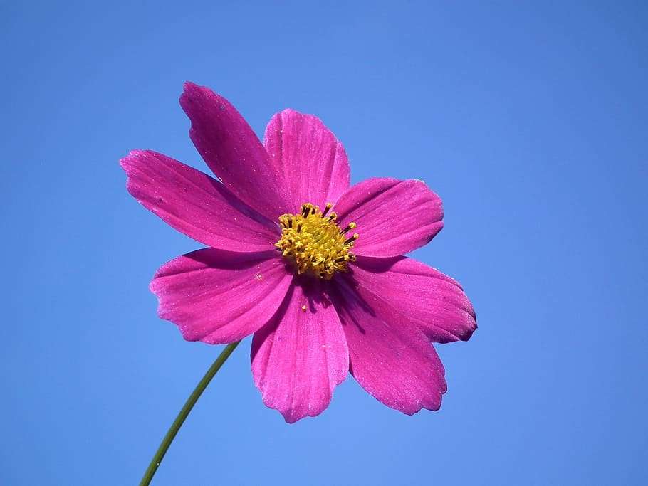 pink flower, flower, sky, pink, summer flowers, flowers, blue sky, pollen, summer, blue