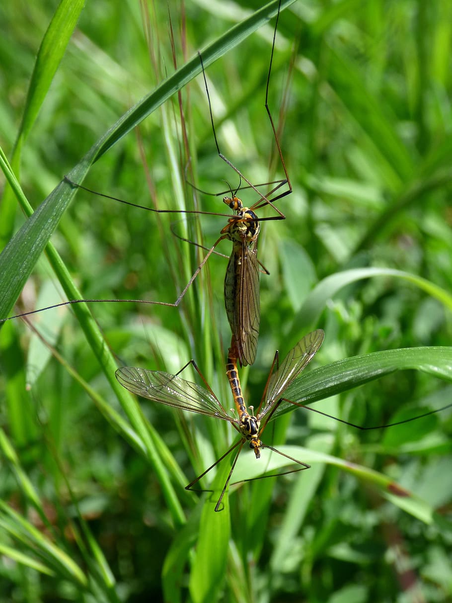 nephrotoma quadrifaria, típula, tipúlido, tipulidae, large mosquito, insect, couple, copulation, mating of insects, reproduction