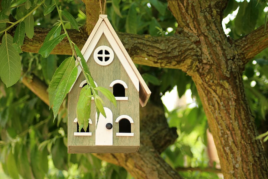 brown, white, birdhouse, hanging, tree branch, breeding shed, for the birds, shed, wooden, spring