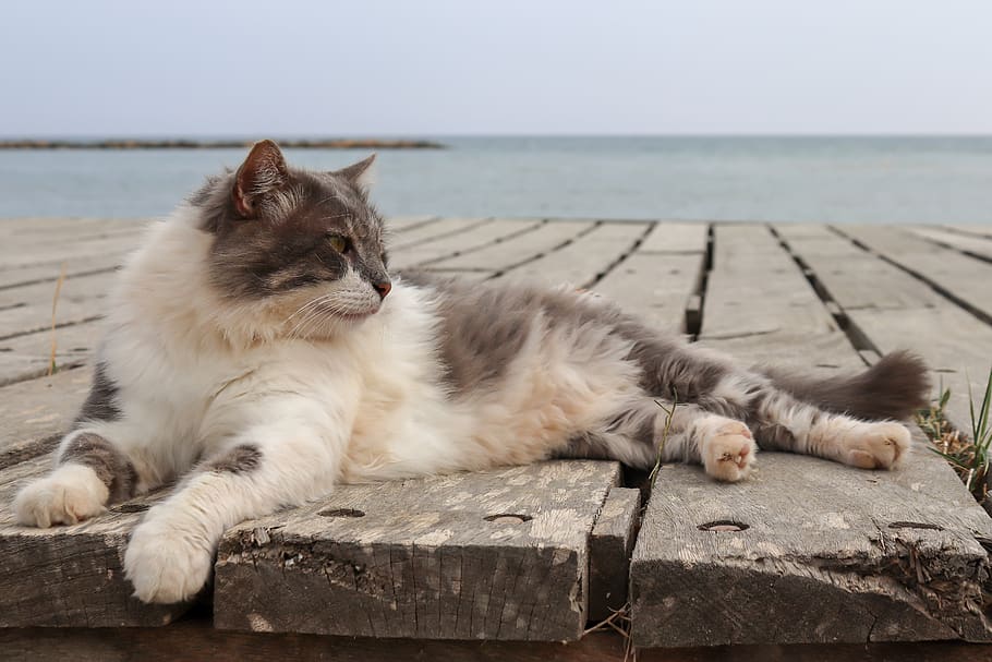 cat, sea, web, long-haired cat, water, rest, strays, domestic cat, nature, animal