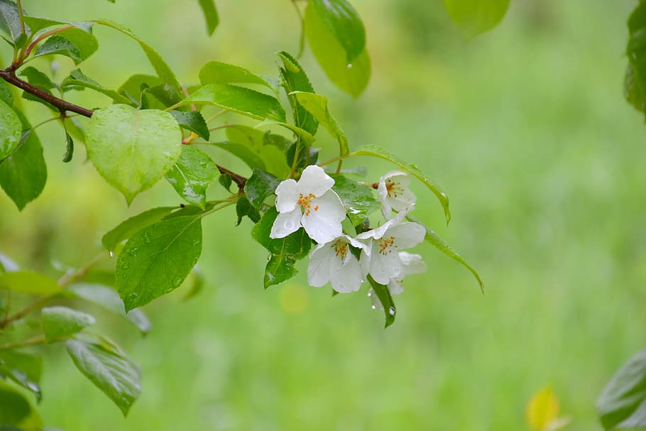 foto de close-up, cinco, branco, flores de pétalas, galho de árvore, macieira, árvore, natureza, depois da chuva, chuva