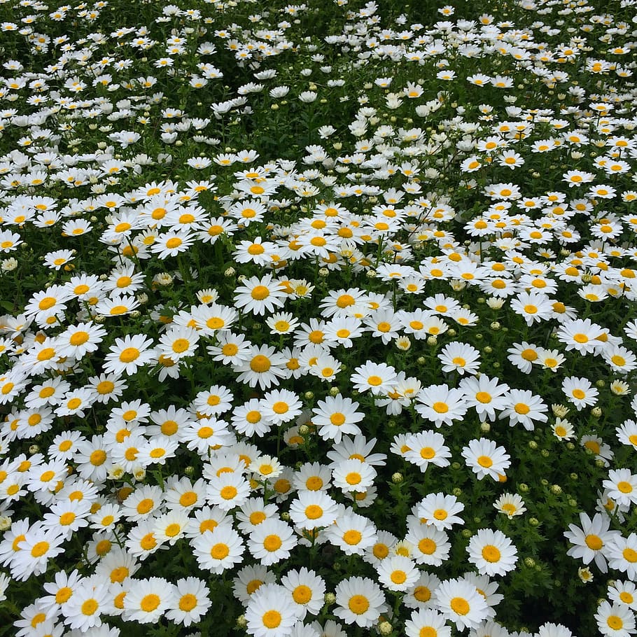 daisy, margaret, countless, gregariousness, one side, flower garden, flowers, white, chrysanthemum, green