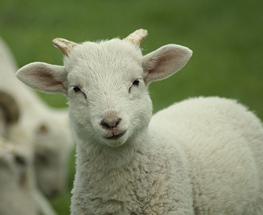 ovelha, cordeiro, parece, fechar-se, assistir, bonitinho, jovem, retrato, encantador, criança animal