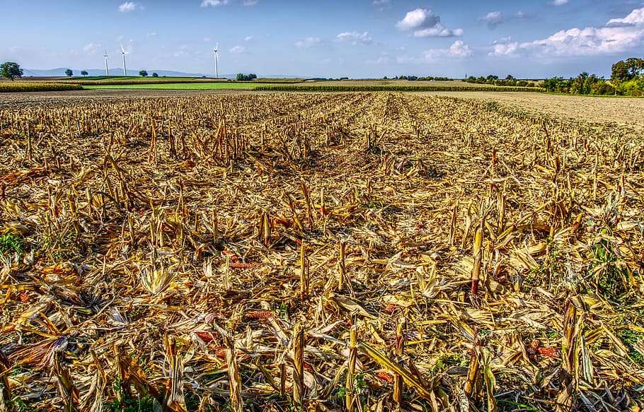 corn, cut off, harvest, harvested, agriculture, straw, sky, clouds, veil, landscape