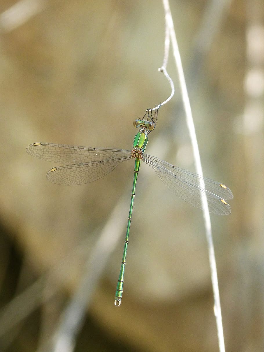 dragonfly, damselfly, green dragonfly, branch, chalcolestes viridis, animals in the wild, animal wildlife, insect, animal, animal themes