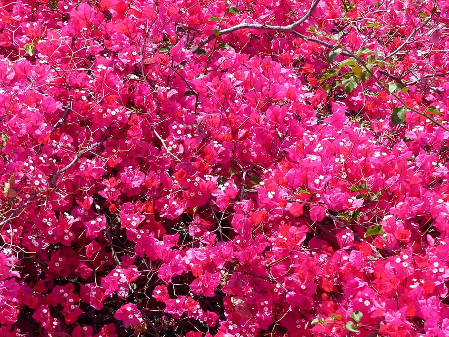 bougainvillea, flowers, rosa, deck, pink flower, spring, petal, bloom, nature, color