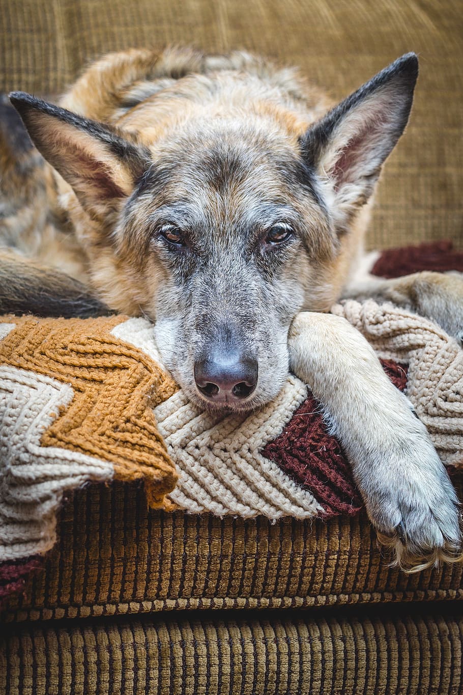 adult, beige, black, german shepherd, prone, cloth sofa, dog, canine, old, resting