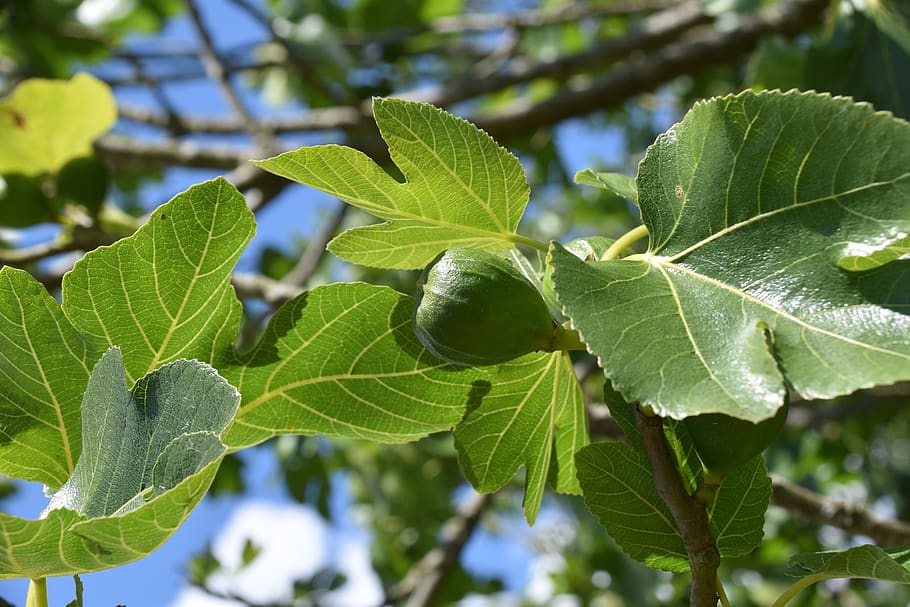 fig tree, fig, leaves of figs, green, fruit, food, nature, tree, figs, delicious