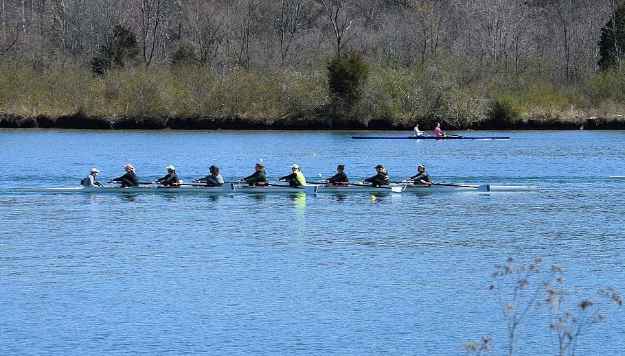 ladies scull rowing, scull rowing, ladies, rowing, sport, clinch river, melton lake, tennessee, medium group of people, nautical vessel