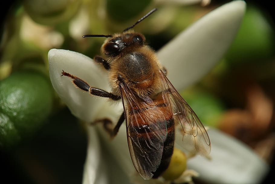 abeja, obrera, flor, polen, néctar, naturaleza, insecto, temas animales, invertebrados, fauna animal