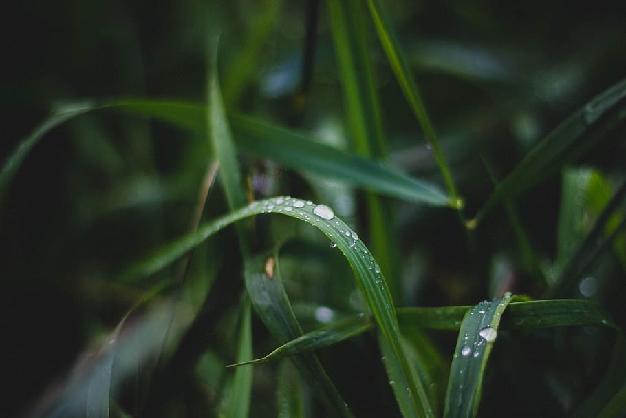green, plants, nature, rain, drops, plant, growth, green color, beauty in nature, close-up