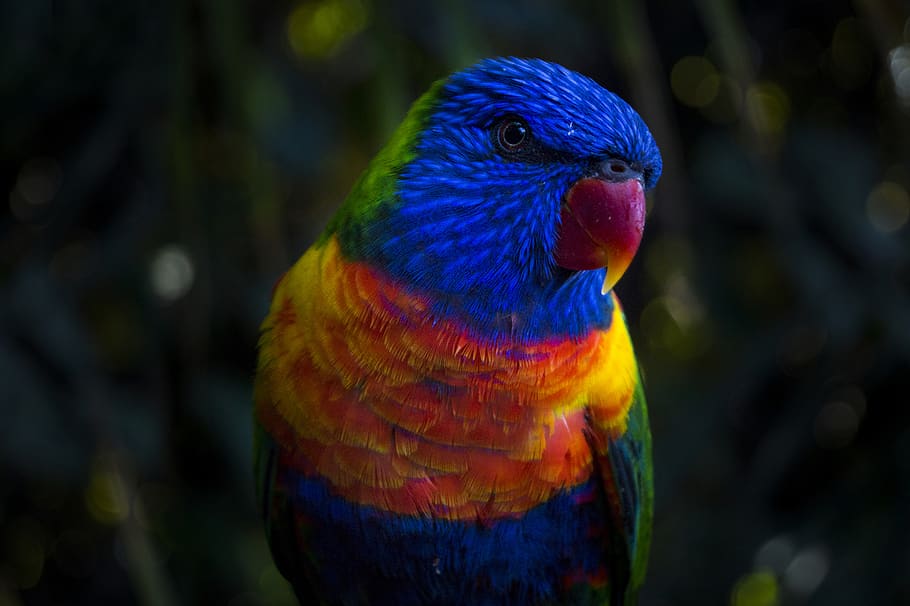 nature, animals, parrot, rainbow, colors, bird, animal themes, animal, animal wildlife, one animal