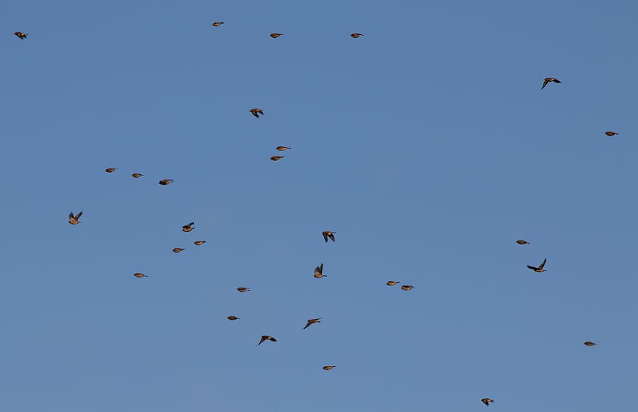 finches in flight, small birds flying, finches, flying, animal, animal themes, blue, animal wildlife, vertebrate, sky