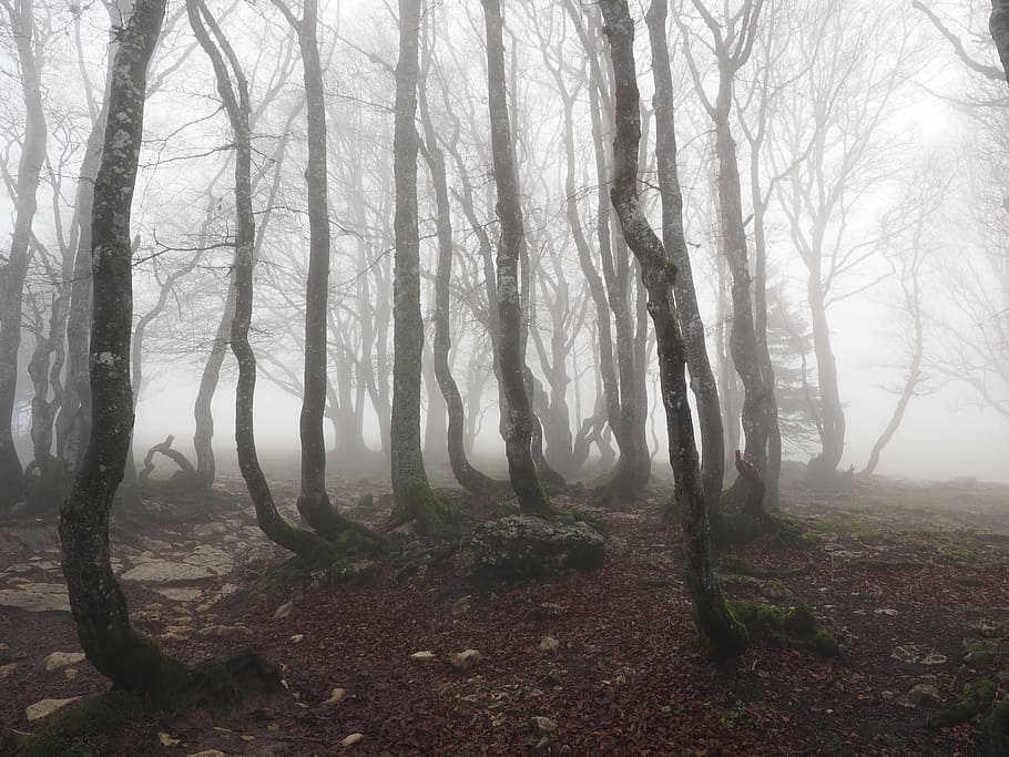 landscape photo, trees, fog, beech wood, forest, tree trunks, book, foggy, haunting, mystical
