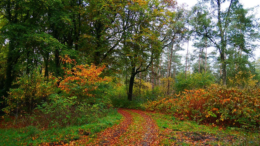 otoño, bosque, árboles, paisaje, naturaleza, hojas, voto, sendero del bosque, octubre, árbol