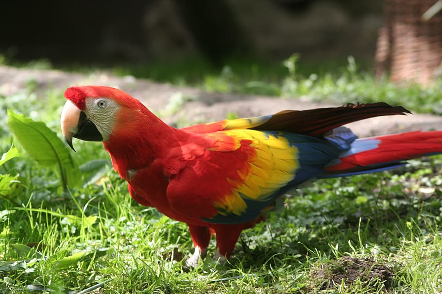 parrot, red, bird, colorful, bill, color, real parrot, species, plumage, parakeet