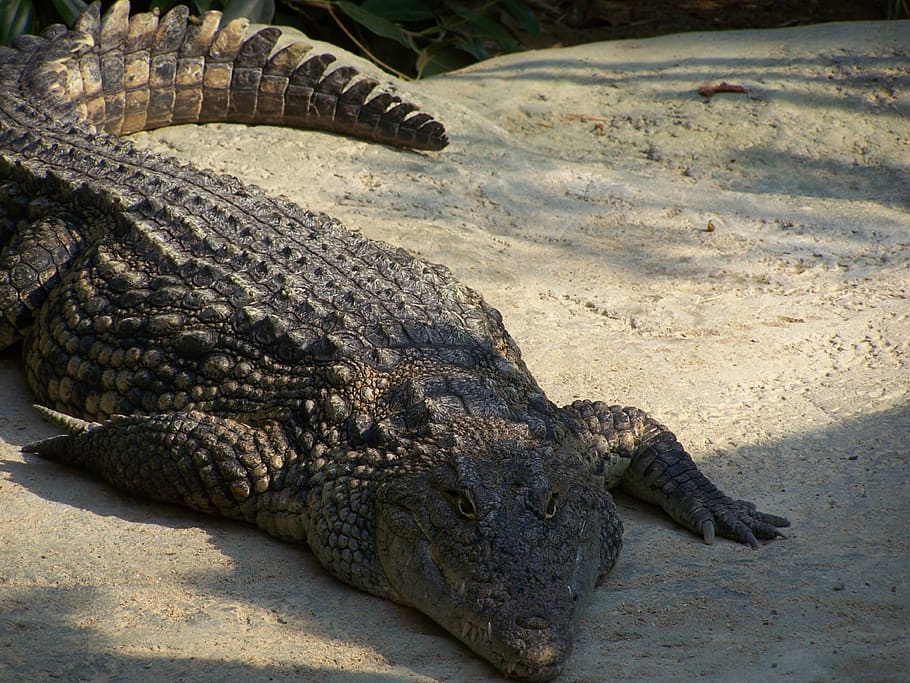 cocodrilo, reptil, zoológico, animales en la naturaleza, temas de animales,  un animal, animal, vertebrado, fauna animal, señal de advertencia | Pxfuel