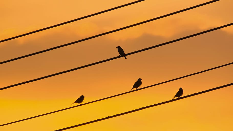 鳥 ワイヤー 日没 色 夕暮れ 空 シルエット 夕方 背景 オレンジ色 Pxfuel