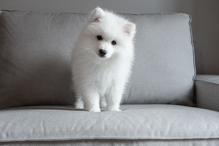 japonés, punta, cachorro, perro, lindo, blanco, piel, un animal, muebles, doméstico