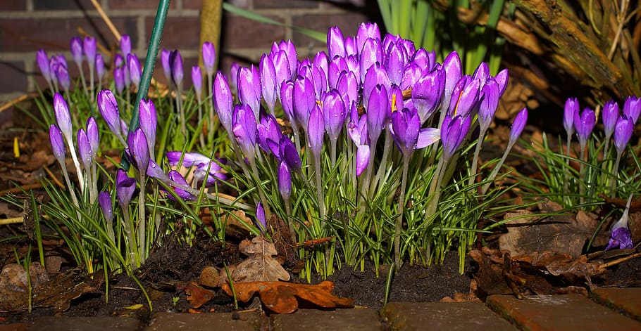 purple, petaled tulip flowers, crocus, flowers, beginning of march, spring flowers, violet, garden, bühen, harbinger of spring