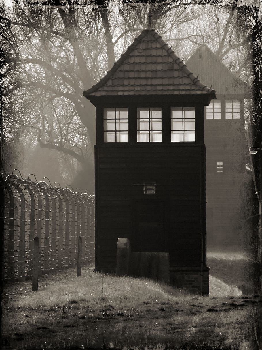 auschwitz, camp, concentration camp, history, the museum, tree, architecture, built structure, building exterior, plant