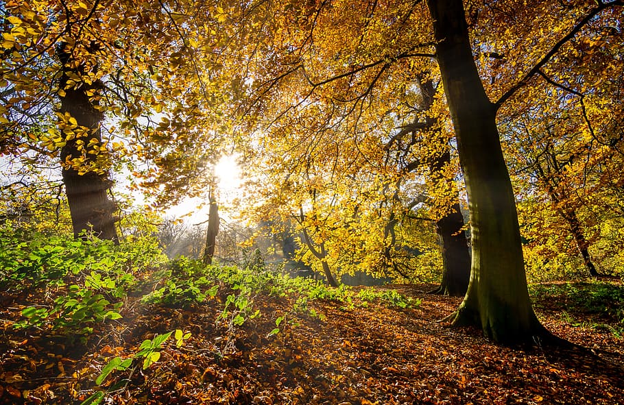 sun rays, yellow, leaf tree, autumn leaves, fall leaves, sunrays, sunshine, radiance, yorkshire, trees