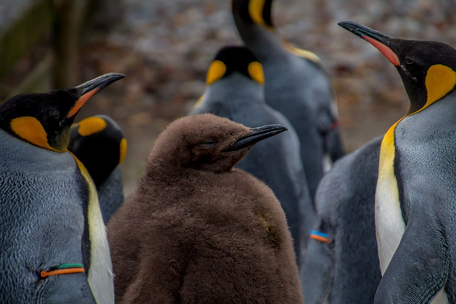 pingüino, pingüino emperador, pingu, pingüino joven, bebé, padres, preocupaciones, preocupación, Grupo de animales, temas de animales