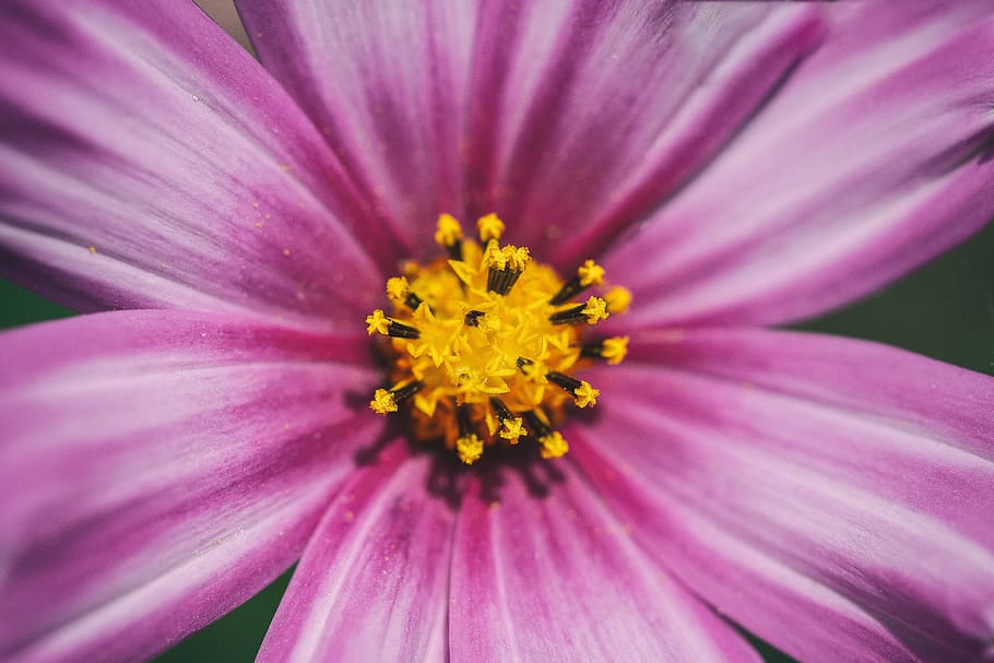 close-up macro shot, captured, canon 6, 6d, Close-up, macro shot, Cosmos, flower, Canon 6D, DSLR