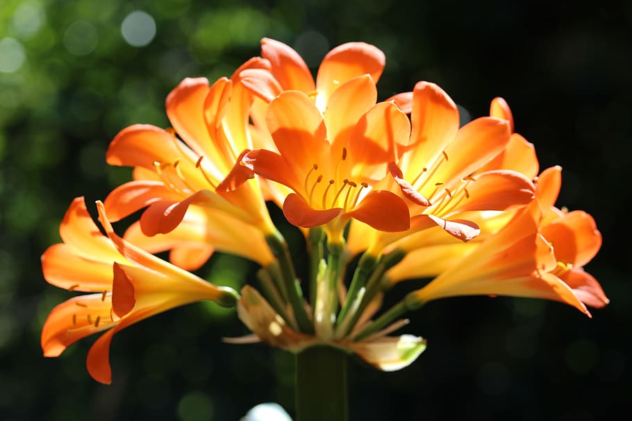 clivea, natal lily, flowers, orange, bright, petals, springtime, bulb, garden plant, nature