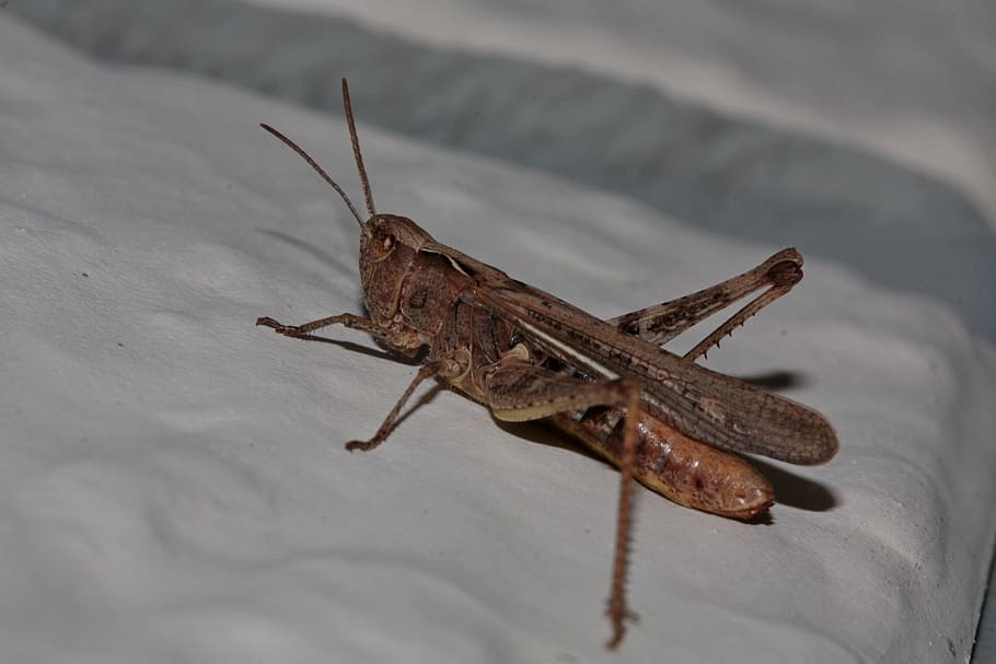 brown, bush cricket, cloth, grasshopper, insect, close, nature, probe, orthoptera, plage