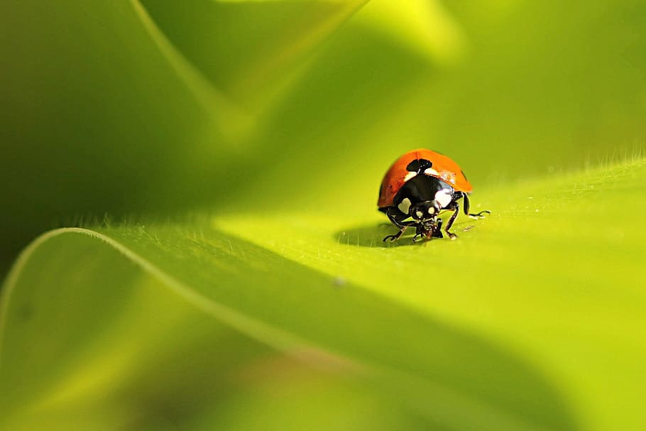 microscopic, photography, lady bug, animal, insect, ladybug, coccinella, on leaf, macroaufnahme, green color