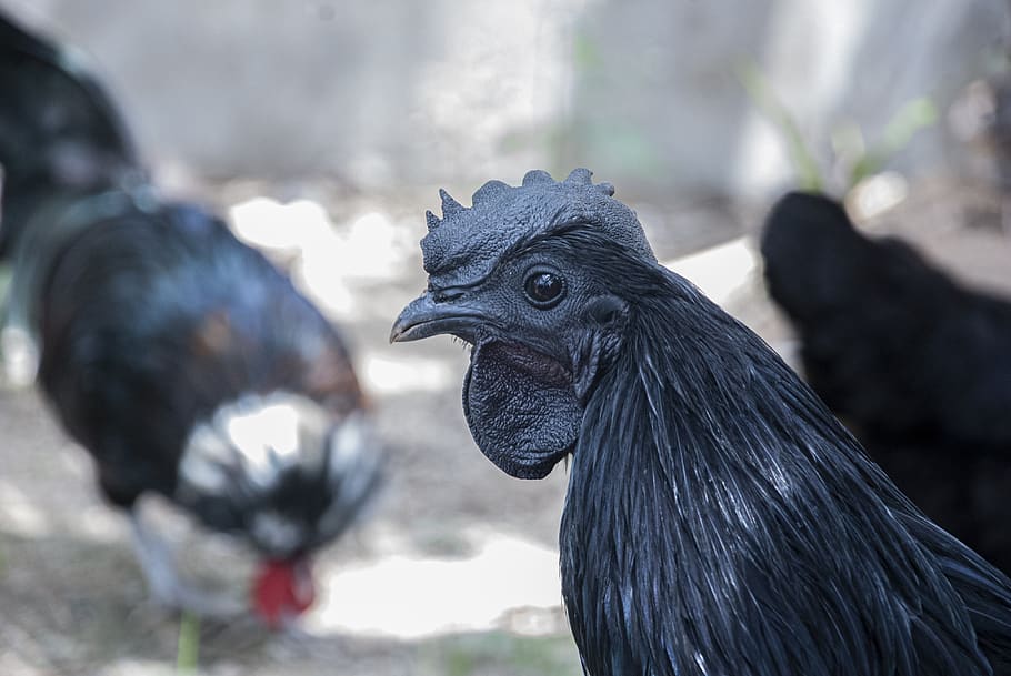 animals, kadaknath hen, chicken, breed, kadaknath chicken, indian hen,  black chicken, black animal, hen, farming and pet animals | Pxfuel