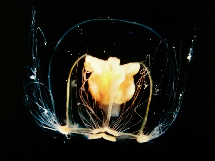 time lapse photo, jellyfish, luminous, underwater, ocean life, water, beautiful, close-up, sea-life, sea animal
