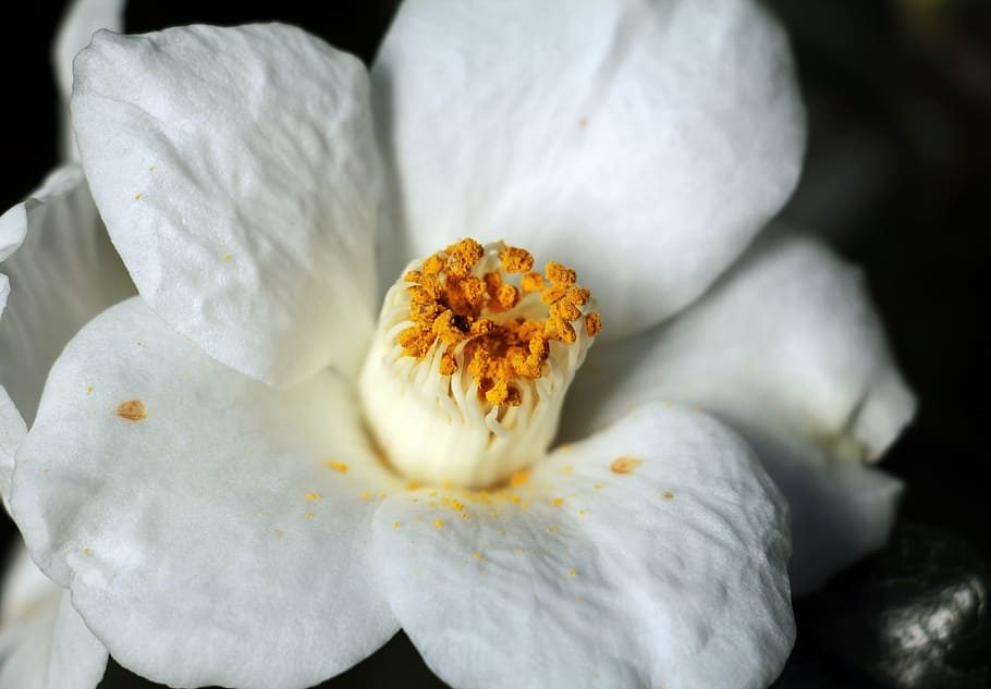 superficial, fotografía de enfoque, blanco, flor, camelia, flor de camelia,  naturaleza, floración, flor blanca, flor de camelia blanca | Pxfuel