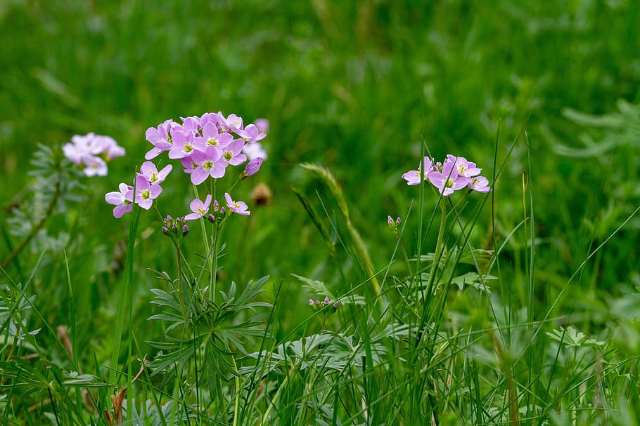 purple, petaled flowers, bloom, daytime, cuckoo flower, card amines pratensis, flower, nature, field, grass