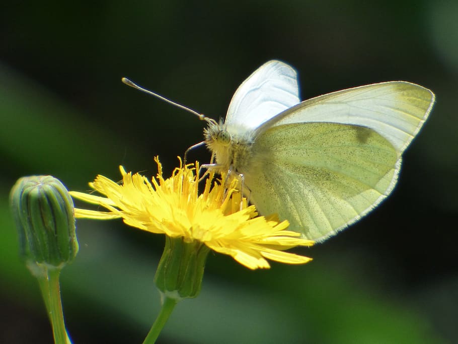 White Butterfly, butterfly, libar, flower dandelion, blanqueta cabbage, pieris rapae, flower, one animal, fragility, insect