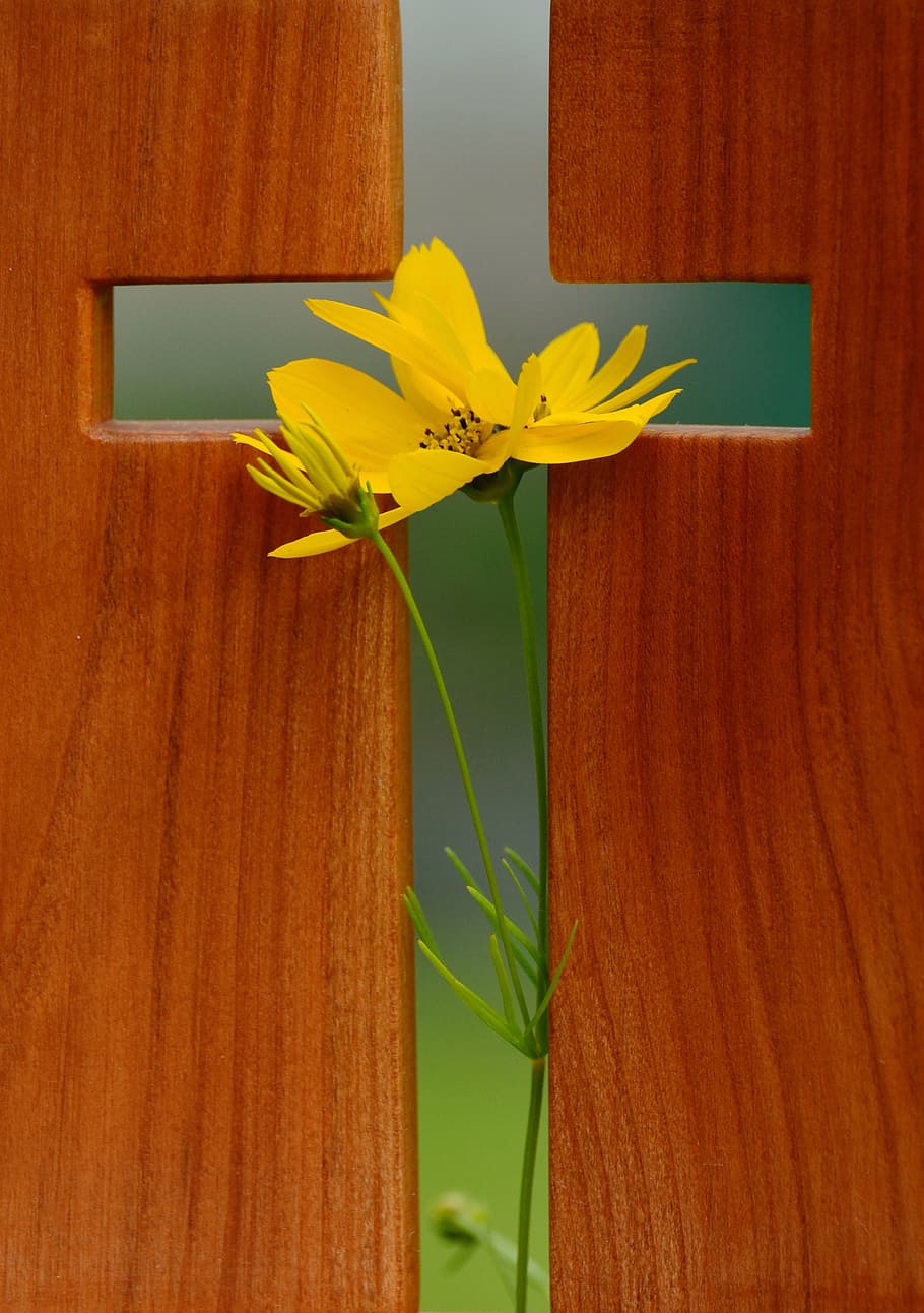 yellow, flower, brown, wooden, board, cross, symbol, christian faith, faith, christianity